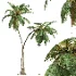 AV Cocos Nucifera palms - Thumbnail 3