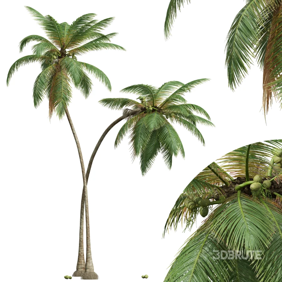 AV Cocos Nucifera palms Image 3