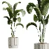 AV Indoor Plants Set 459 Chemlali Olive and Cat Reed Palm and China Orange Tree and Ficus Dracaena Marginata and Ravenala Banana - Thumbnail 4