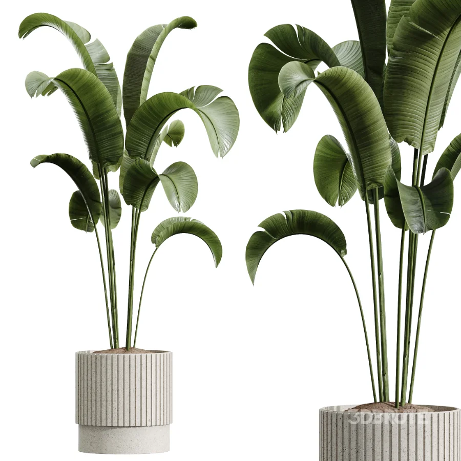 AV Indoor Plants Set 459 Chemlali Olive and Cat Reed Palm and China Orange Tree and Ficus Dracaena Marginata and Ravenala Banana Image 4
