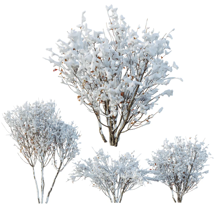 AV Winter Plant Snow Myrtle flower Winter and Snow Quihoui Privet Image 5