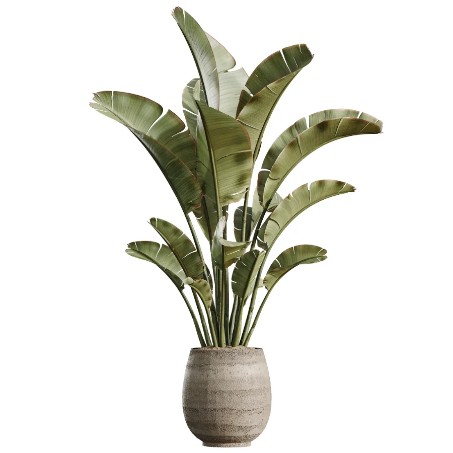 AV Indoor Plants Set 501 AloeVera Succulent and Orange Tree and Spineless Yucca and Chemlali Olive and Ravenala Banana Image 1