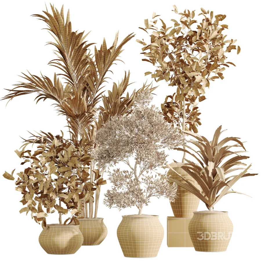 AV Indoor Plants Set 452 Dracaena Lemon Cane and Chemlali Olive and Briful Pachira and Areca Cat Reed Palm Image 7