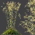 AV Celtica Gigantea Stipa Golden Oats - Thumbnail 5