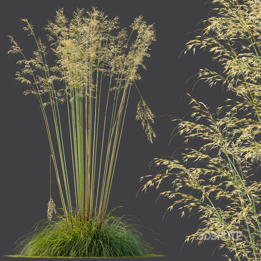 AV Celtica Gigantea Stipa Golden Oats Image 5