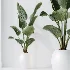AV Indoor Plants Set 457 Olive Eucalyptus and Bird Of Paradise and Chemlali Olive and Snake Sansevieria - Thumbnail 7