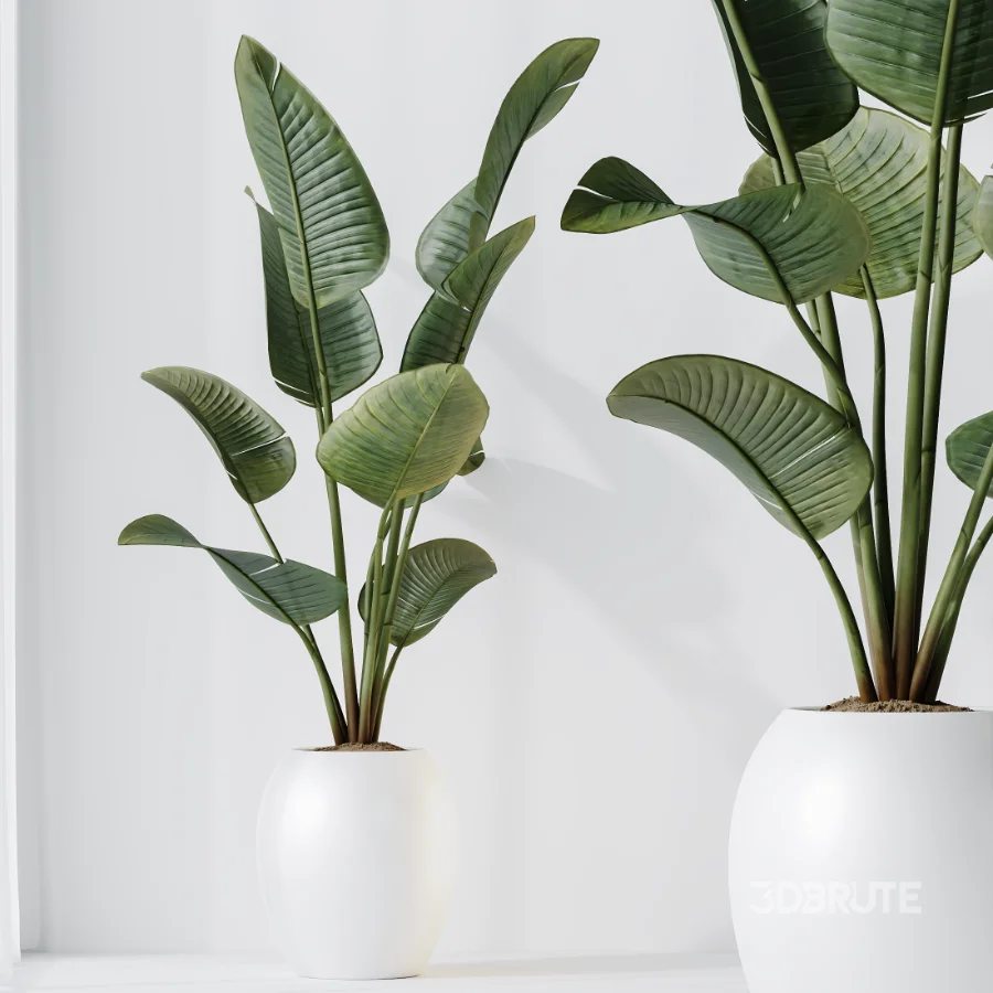 AV Indoor Plants Set 457 Olive Eucalyptus and Bird Of Paradise and Chemlali Olive and Snake Sansevieria Image 7