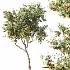 AV Plants Diospyros Kaki Persimmon Version02 - Thumbnail 2