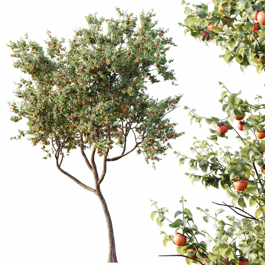 AV Plants Diospyros Kaki Persimmon Version02 Image 2