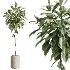 AV Indoor Plants Set 467 Ficus Retusa and Chemlali Olive and Briful Pachira and Ficus Cyathistipula and China Orange Tree - Thumbnail 5