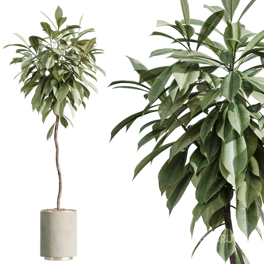 AV Indoor Plants Set 467 Ficus Retusa and Chemlali Olive and Briful Pachira and Ficus Cyathistipula and China Orange Tree Image 5