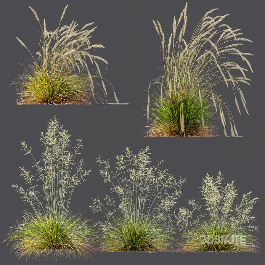 AV Calamagrostis Acutiflora Karl Foerster and Stipa arundinacea Sweet Grasses Image 5