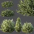 AV Gray Box Westringia Fruticosa Coastal Rosemary and Montra Olive Bushes - Thumbnail 4