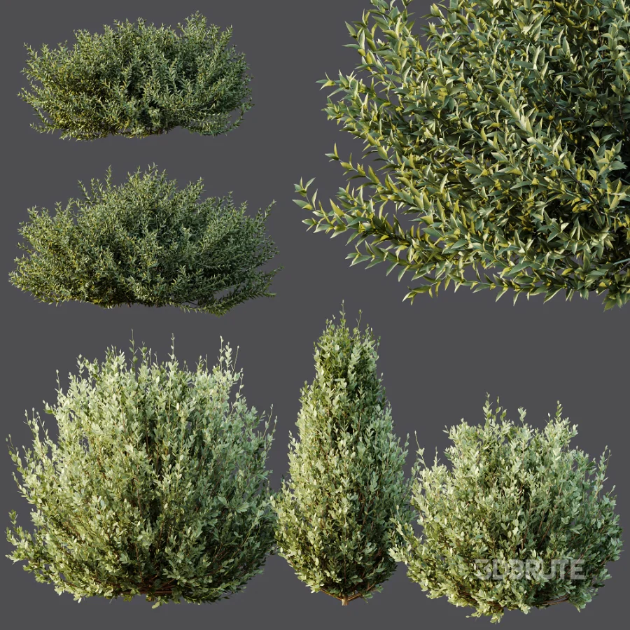 AV Gray Box Westringia Fruticosa Coastal Rosemary and Montra Olive Bushes Image 4
