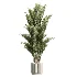 AV Indoor Plants Set 461 Yucca Elephantipe and Cat Reed Palm and Bird Of Paradise and Schefflera Arboricola - Thumbnail 4