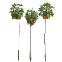 AV Borassus Flabellifer and Cocos Nucifera Windy palms - Thumbnail 1