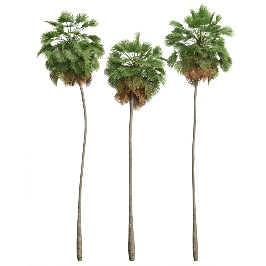 AV Borassus Flabellifer and Cocos Nucifera Windy palms Image 1
