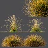 AV Carex Testacea Orange Sedge Grass Prairie Fire and Molinia Caerulea Heidebraut Kleines Pfeifengras - Thumbnail 7