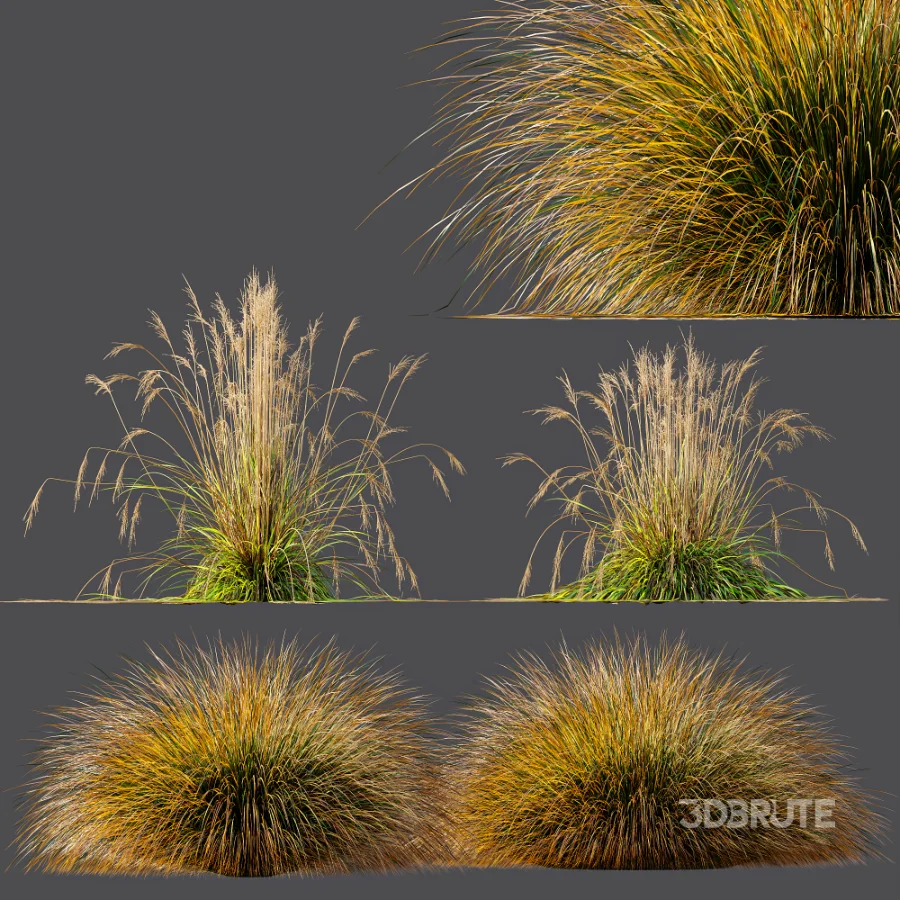 AV Carex Testacea Orange Sedge Grass Prairie Fire and Molinia Caerulea Heidebraut Kleines Pfeifengras Image 7