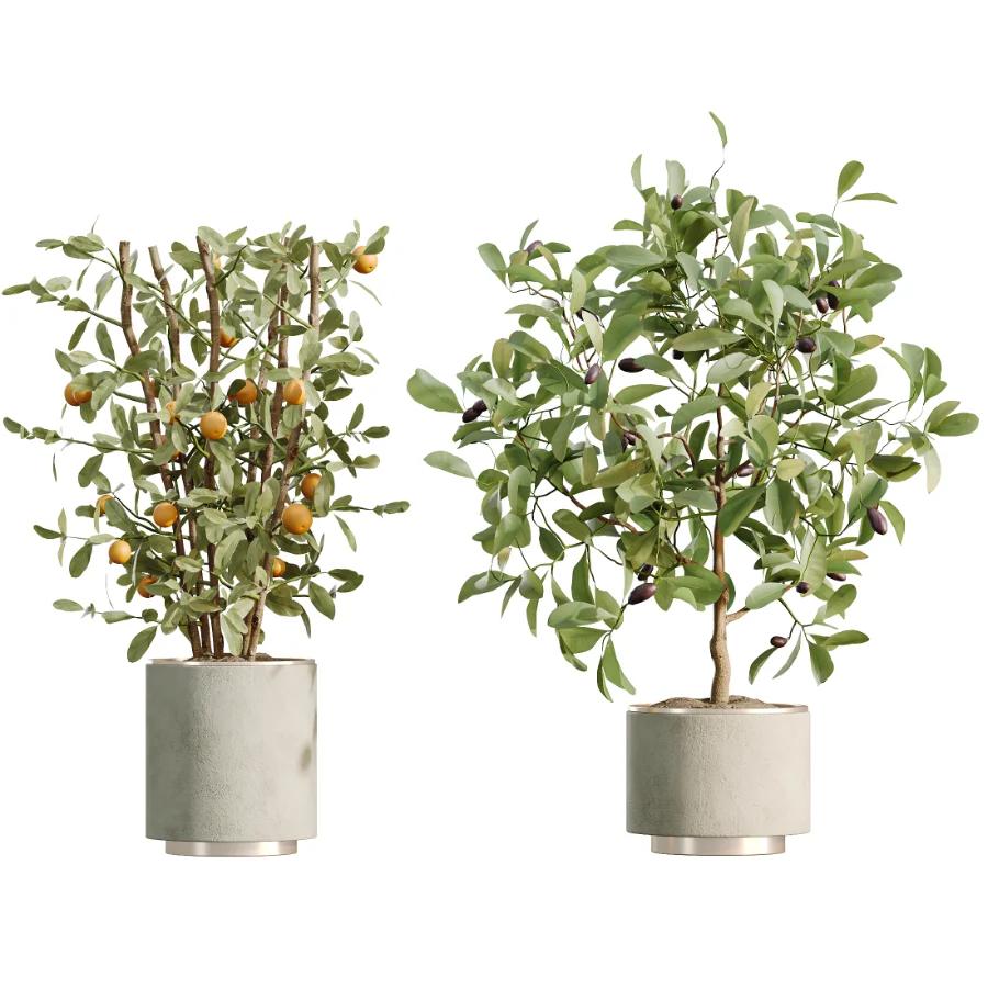 AV Indoor Plants Set 467 Ficus Retusa and Chemlali Olive and Briful Pachira and Ficus Cyathistipula and China Orange Tree Image 7