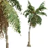 AV Cocos Nucifera palms - Thumbnail 4
