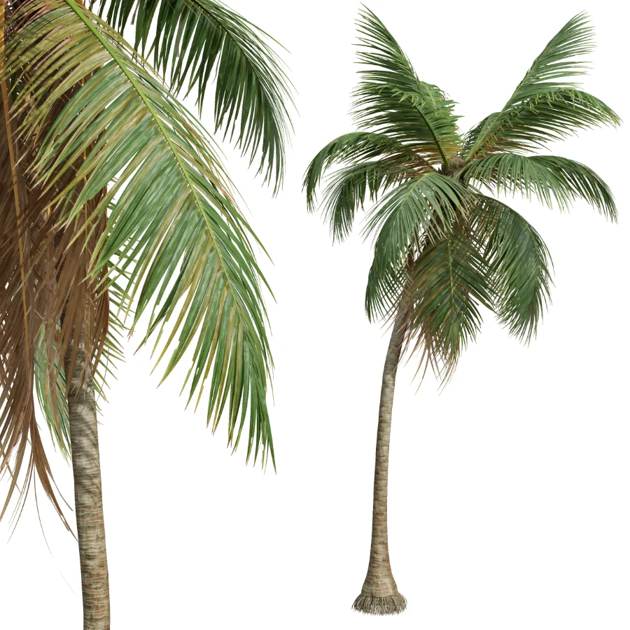 AV Cocos Nucifera palms Image 4