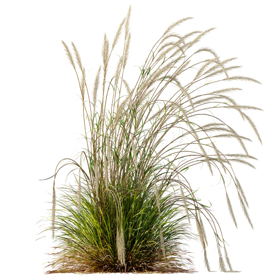AV Calamagrostis Acutiflora Karl Foerster Image 1