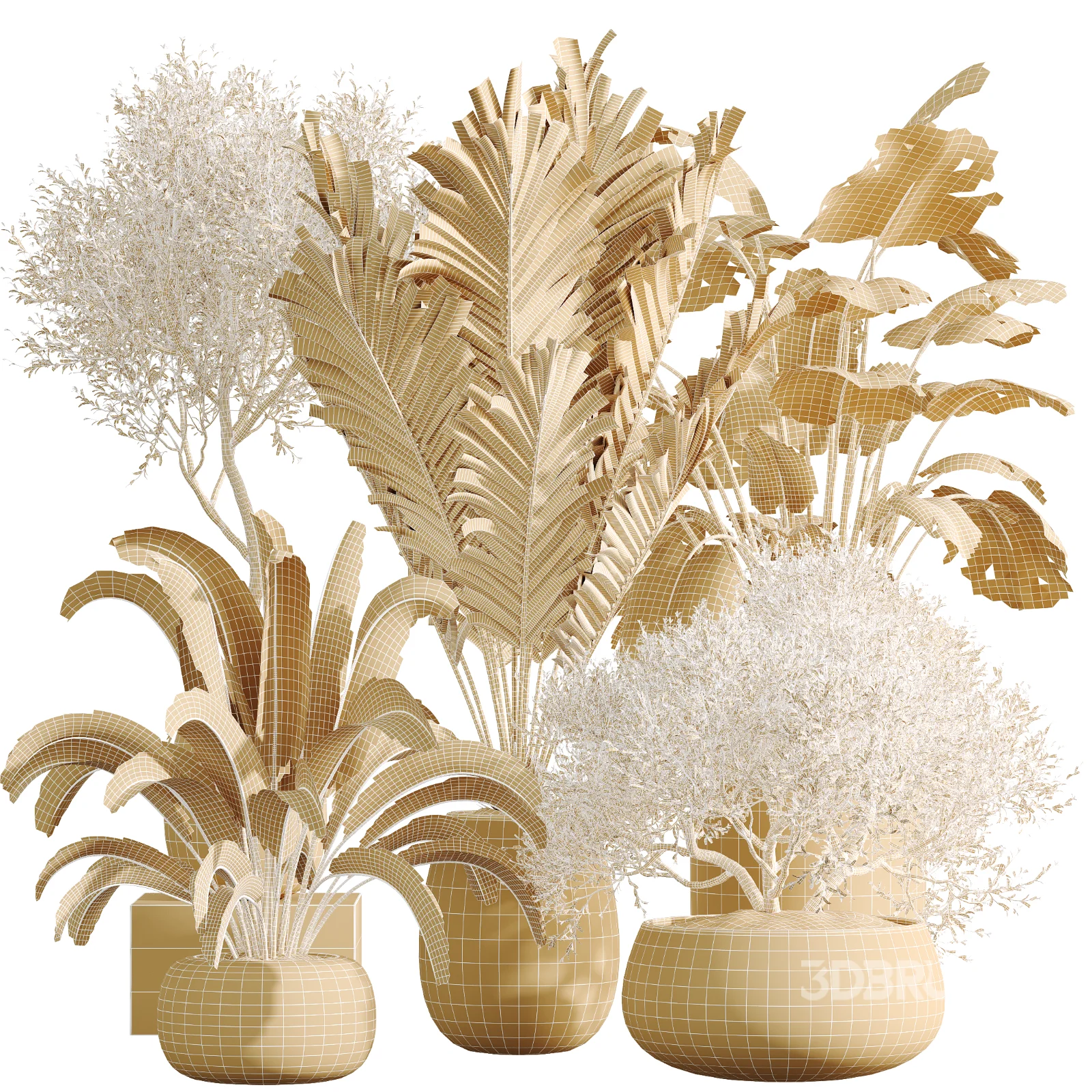 AV Indoor Plants Set 471 Chemlali Olive and Giant Monstera and