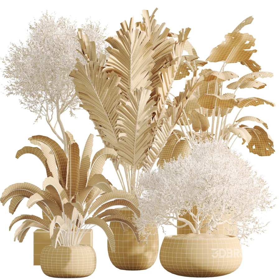 AV Indoor Plants Set 471 Chemlali Olive and Giant Monstera and Cyara Areca Palm and Ravenala Banana Image 9