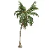 AV Cocos Nucifera palms - Thumbnail 1