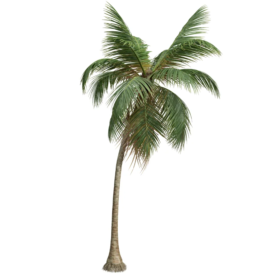 AV Cocos Nucifera palms Image 1