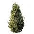AV Gray Box Westringia Fruticosa Coastal Rosemary and Montra Olive Bushes - Thumbnail 1