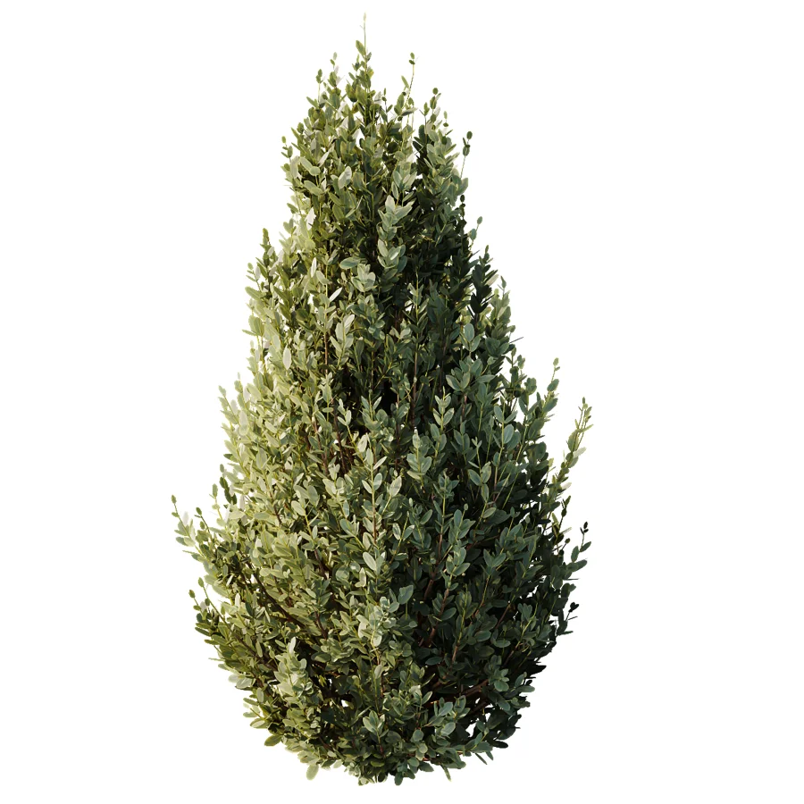 AV Gray Box Westringia Fruticosa Coastal Rosemary and Montra Olive Bushes Image 1