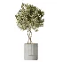 AV Indoor Plants Set 500 Lady Palm and Ravenala Banana and Ficus Marginata and China Orange Tree and Chemlali Olive - Thumbnail 2