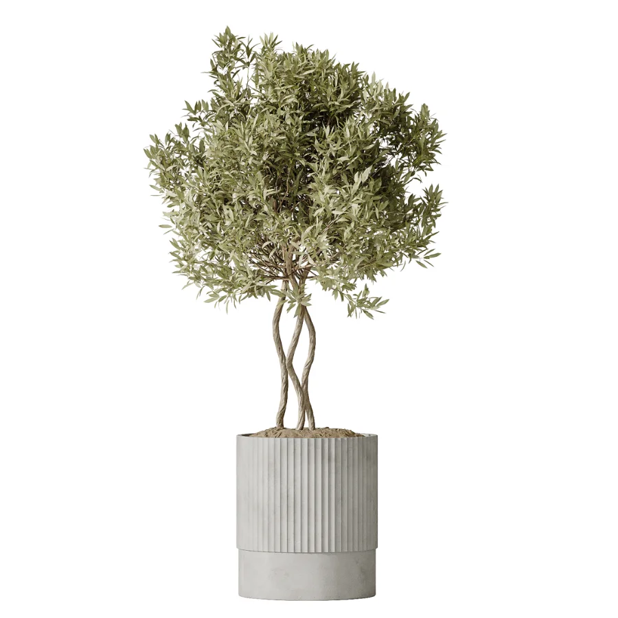 AV Indoor Plants Set 500 Lady Palm and Ravenala Banana and Ficus Marginata and China Orange Tree and Chemlali Olive Image 2