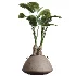 AV Indoor Plants Set 464 Olive Euphorbia Drupifera Cunjevoi Alocasia Spineless Yucca Licuala Palm - Thumbnail 4