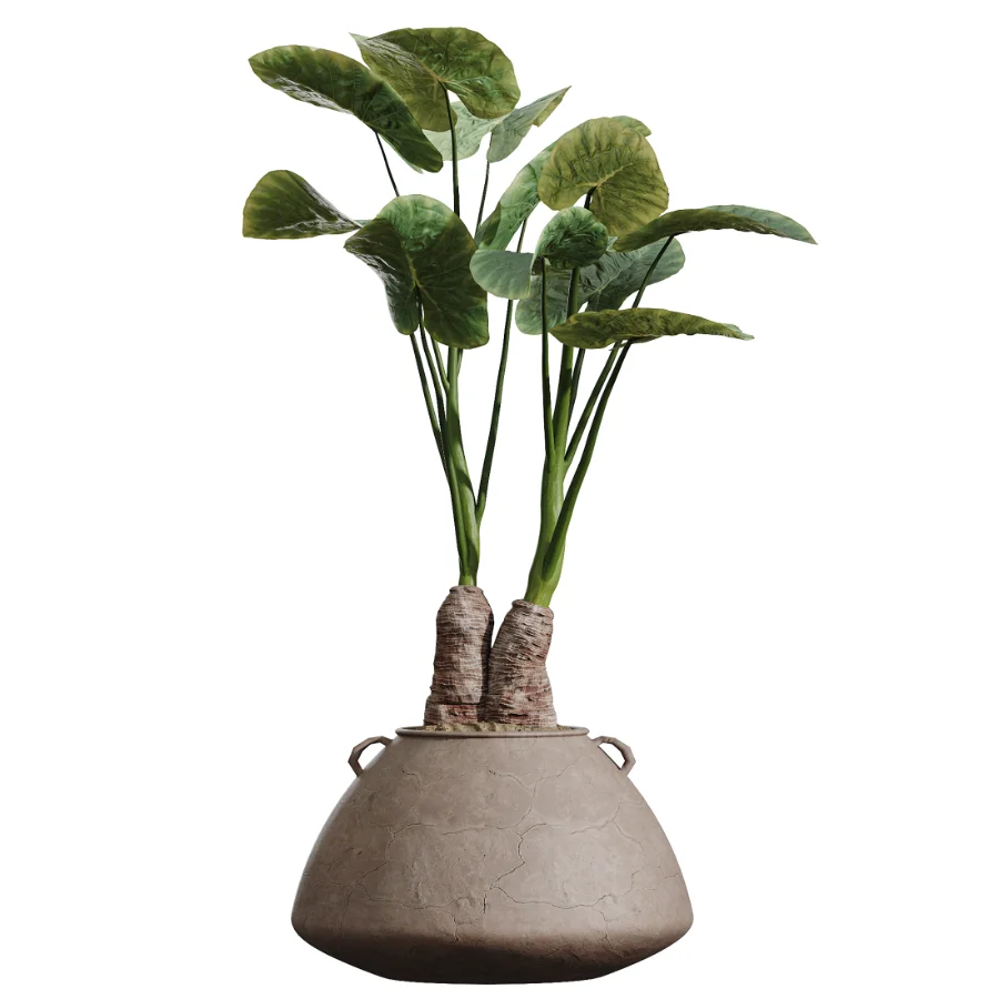 AV Indoor Plants Set 464 Olive Euphorbia Drupifera Cunjevoi Alocasia Spineless Yucca Licuala Palm Image 4