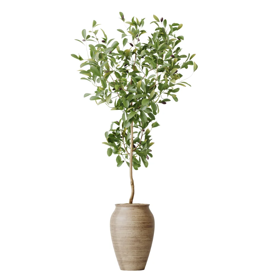 AV Indoor Plants Set 452 Dracaena Lemon Cane and Chemlali Olive and Briful Pachira and Areca Cat Reed Palm Image 4