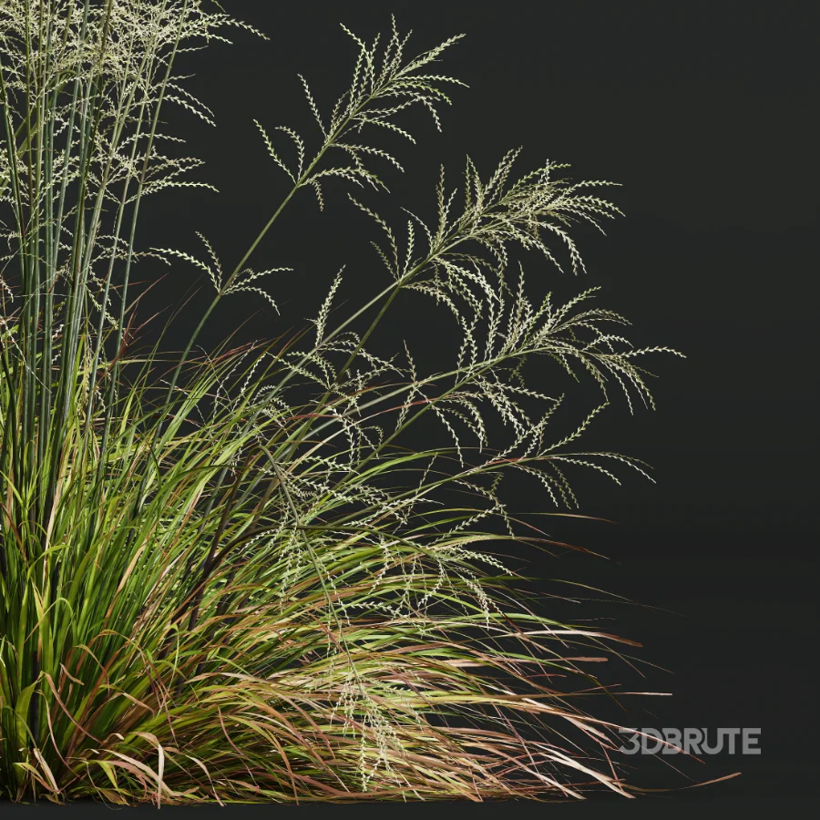 AV Calamagrostis Acutiflora Karl Foerster and Stipa arundinacea Sweet Grasses Image 2