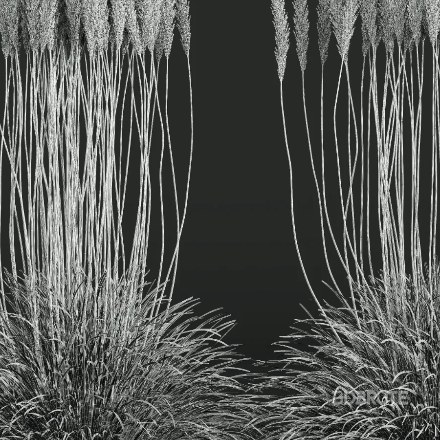 AV Calamagrostis Acutiflora Karl Foerster Image 8