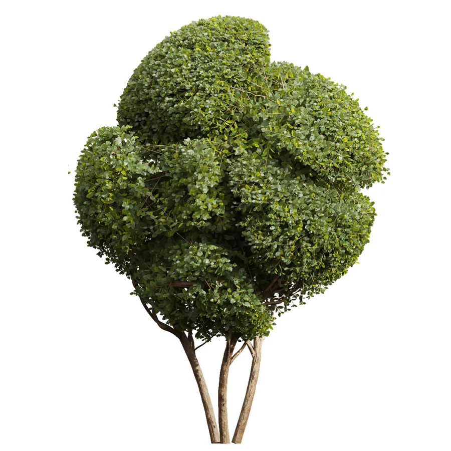 AV Ficus Concinna Bonsai Pruned and Ligustrum Quihoui Privet Pruned Box Image 1