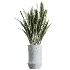 AV Indoor Plants Set 457 Olive Eucalyptus and Bird Of Paradise and Chemlali Olive and Snake Sansevieria - Thumbnail 3