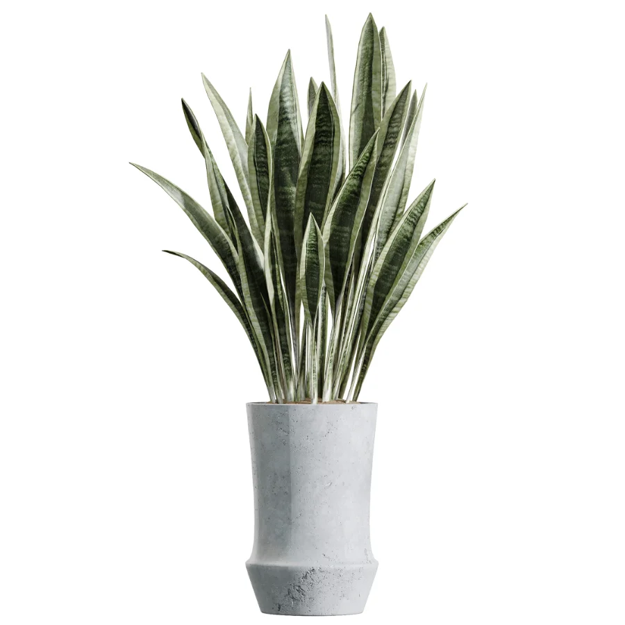 AV Indoor Plants Set 457 Olive Eucalyptus and Bird Of Paradise and Chemlali Olive and Snake Sansevieria Image 3