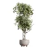 AV Indoor Plants Set 462 Licuala Grandis Palm and Dracaena Warneckii Cane and Snake Sansevieria and Ficus Cyathistipula and Chemlali Olive - Thumbnail 1