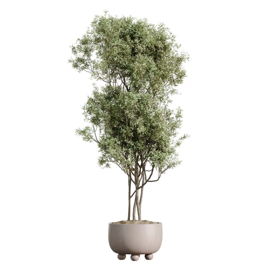 AV Indoor Plants Set 462 Licuala Grandis Palm and Dracaena Warneckii Cane and Snake Sansevieria and Ficus Cyathistipula and Chemlali Olive Image 1