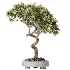 AV Indoor Plants Set 468 Cactus Echinocactus and Chemlali Olive and Ravenala Banana and Ficus Dracaena Marginata - Thumbnail 4