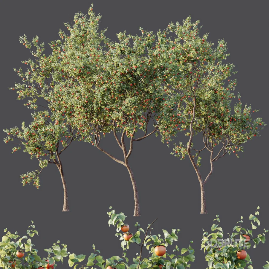 AV Plants Diospyros Kaki Persimmon Version02 Image 8