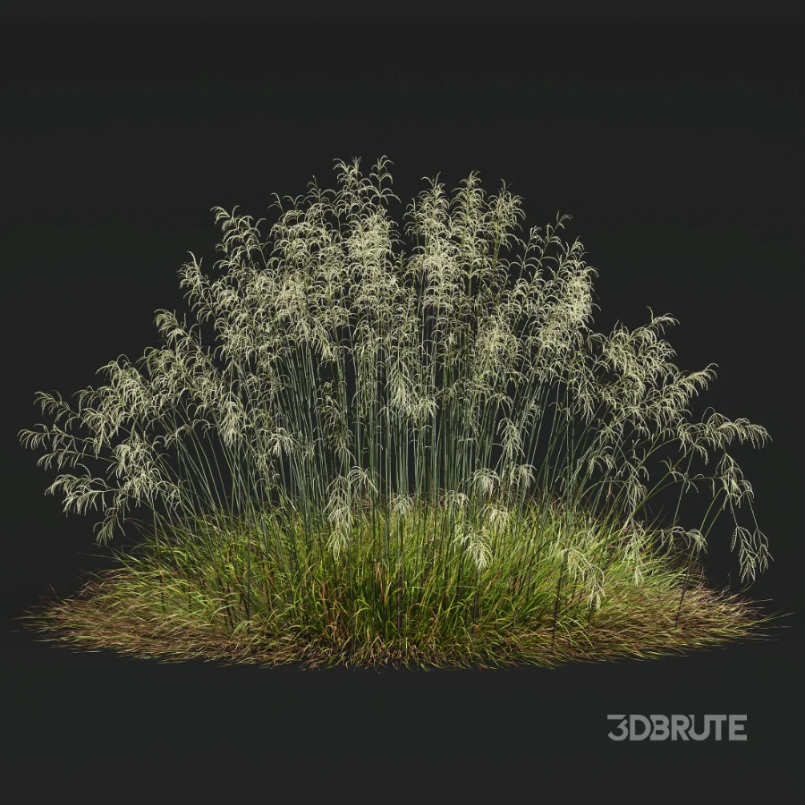 AV Stipa arundinacea Anemanthele lessoniana and Stipa arundinacea Sweet Grass Image 7