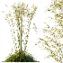 AV Celtica Gigantea Stipa Golden Oats - Thumbnail 4