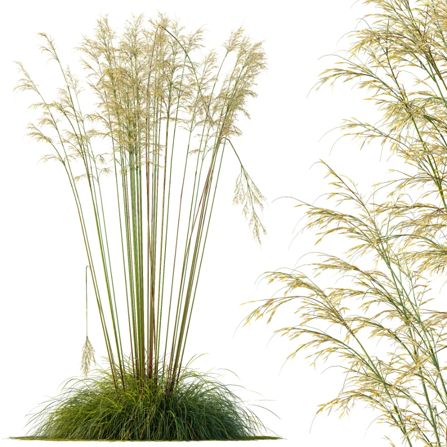 AV Celtica Gigantea Stipa Golden Oats Image 4